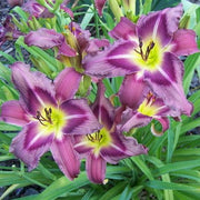 Trahlyta Daylily from Oakes Daylilies
