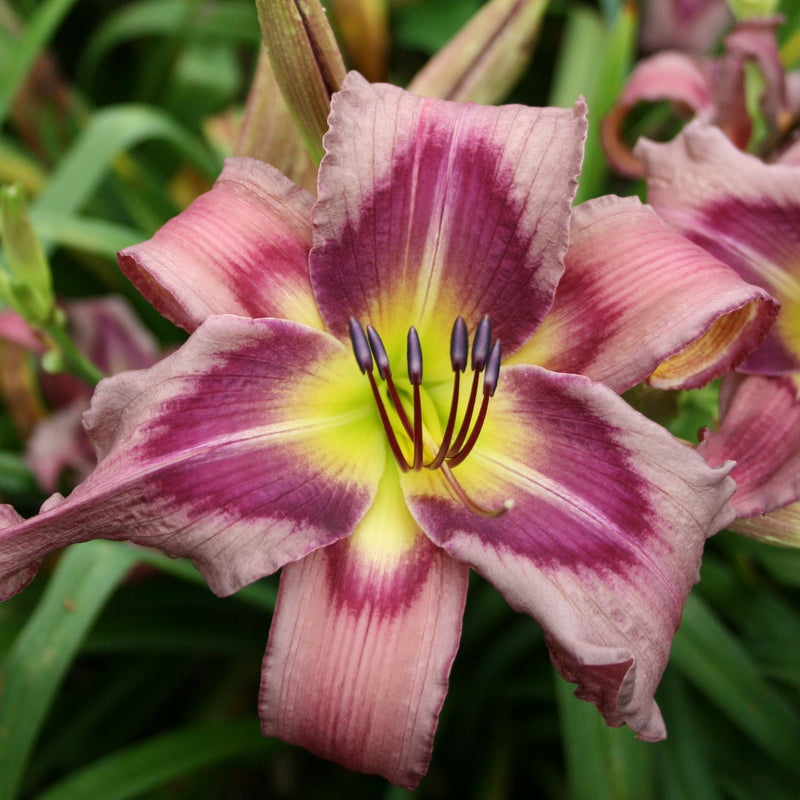 Trahlyta Daylily from Oakes Daylilies