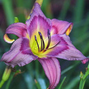 Trahlyta Daylily from Oakes Daylilies