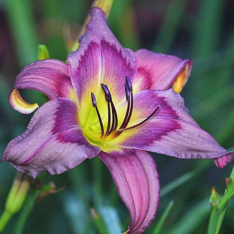 Trahlyta Daylily from Oakes Daylilies