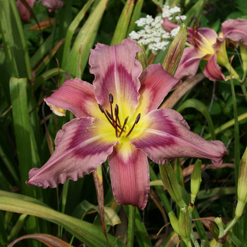 Trahlyta Daylily from Oakes Daylilies