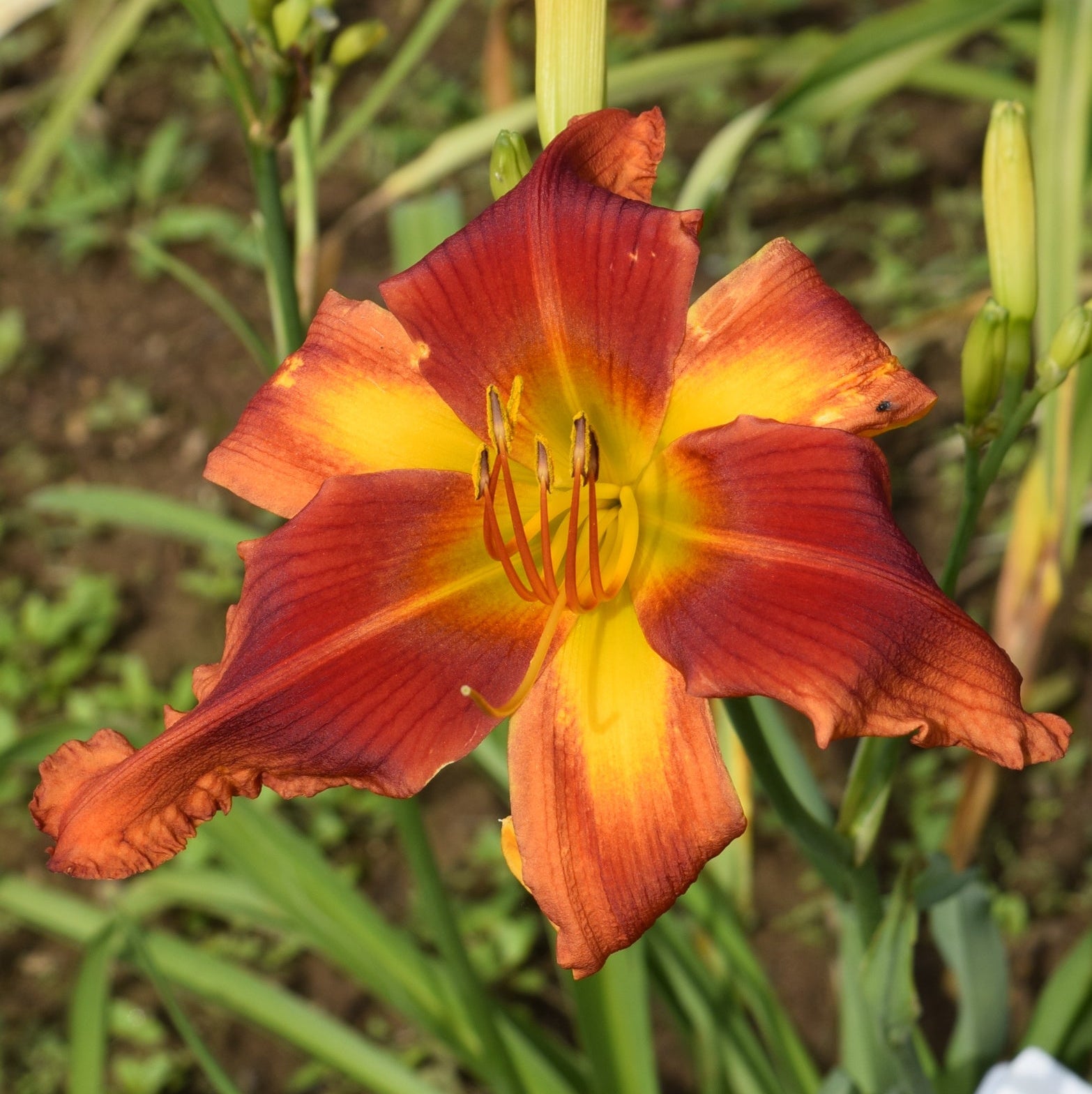 Transformer Daylily | Big Bold Blooms | Oakes Daylilies