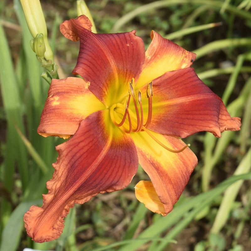 Transformer Daylily from Oakes Daylilies
