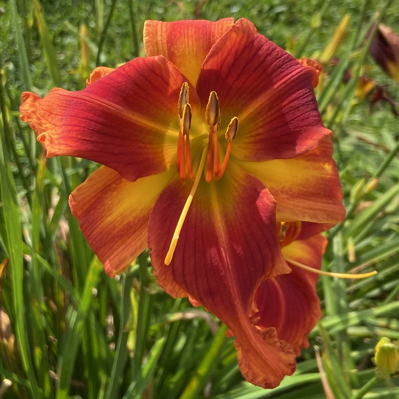 Transformer Daylily
