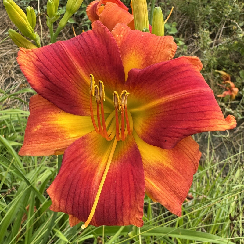 Transformer Daylily