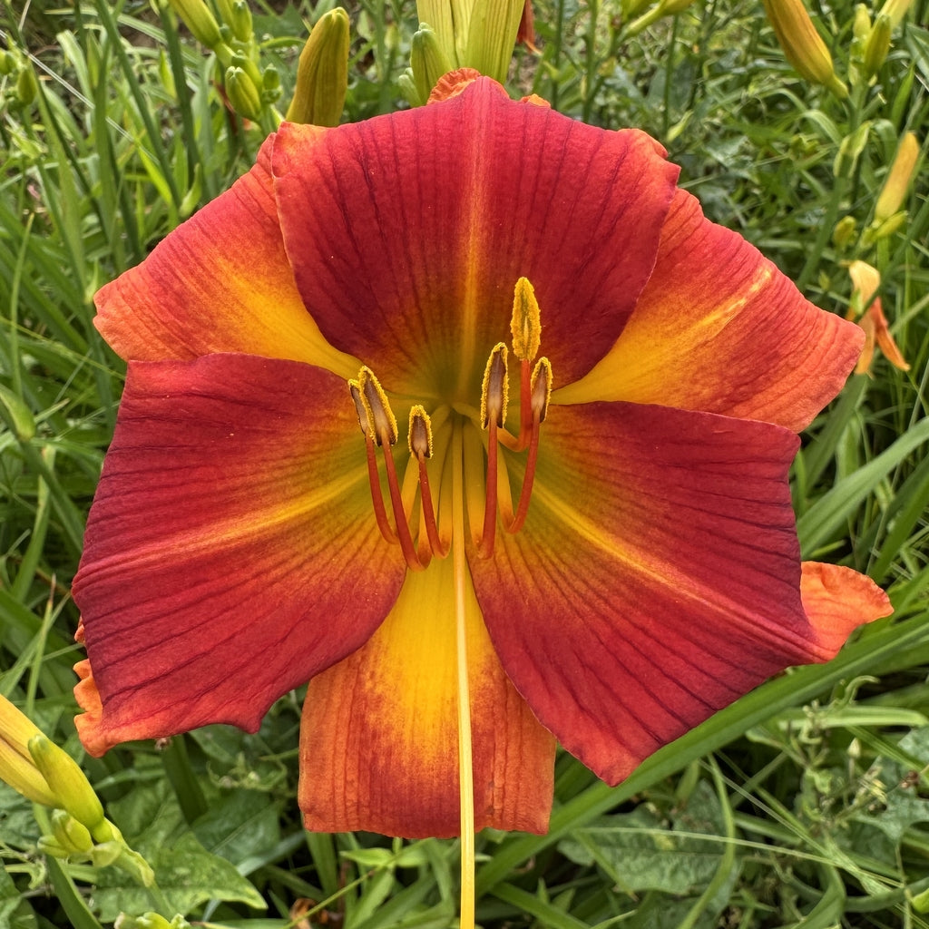 Transformer Daylily | Big Bold Blooms | Oakes Daylilies