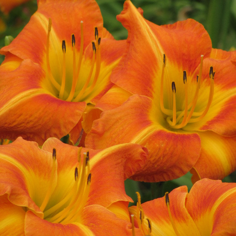 Tuscawilla Tigress Daylily from Oakes Daylilies