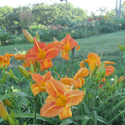 Tuscawilla Tigress Daylily from Oakes Daylilies