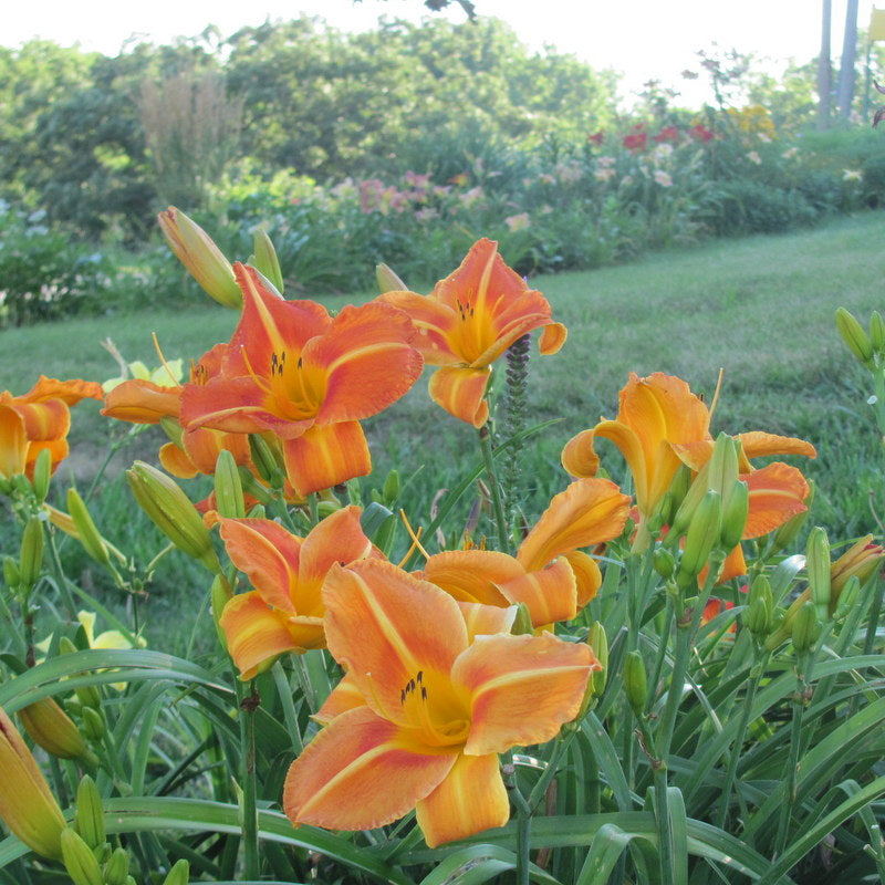 Tuscawilla Tigress Daylily from Oakes Daylilies