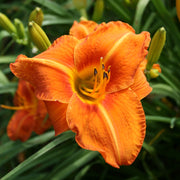 Tuscawilla Tigress Daylily from Oakes Daylilies