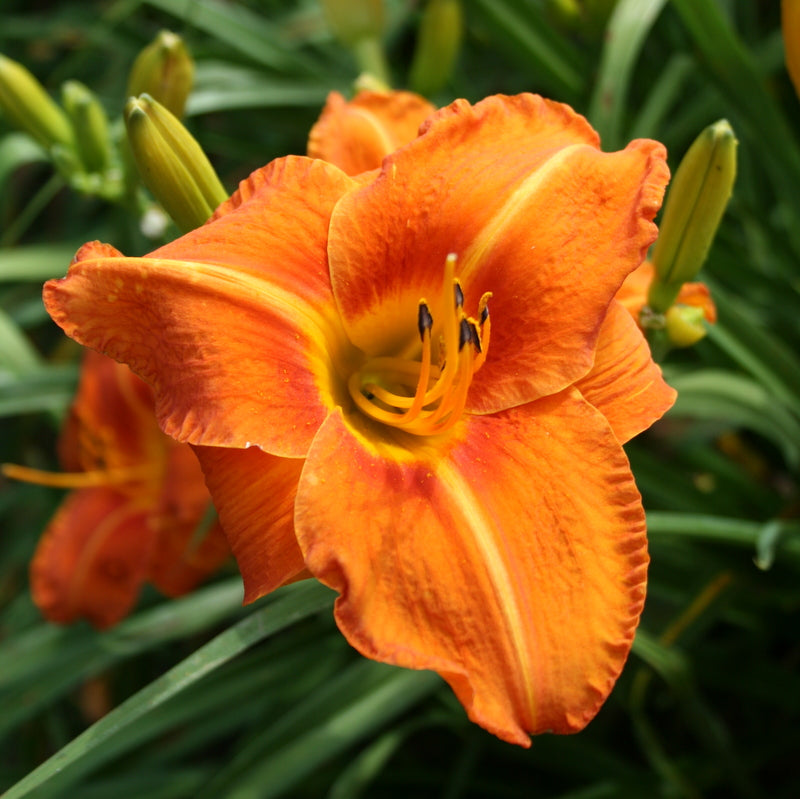 Tuscawilla Tigress Daylily from Oakes Daylilies