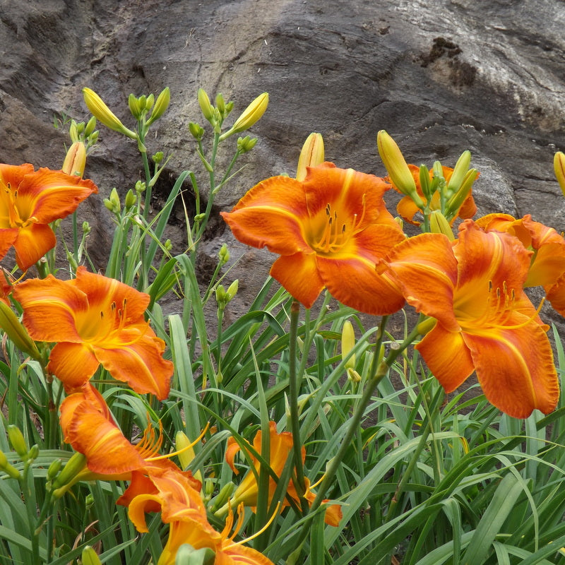 Oakes Daylilies Tuscawilla Tigress Daylily - Thumbnail 4