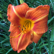 Tuscawilla Tigress Daylily from Oakes Daylilies