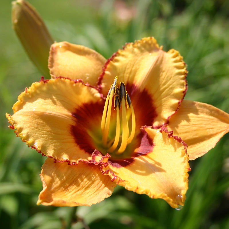 Two Part Harmony Daylily from Oakes Daylilies