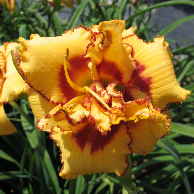 Two Part Harmony Daylily from Oakes Daylilies
