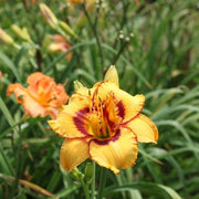Two Part Harmony Daylily from Oakes Daylilies