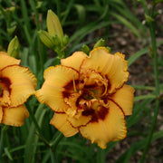 Two Part Harmony Daylily from Oakes Daylilies