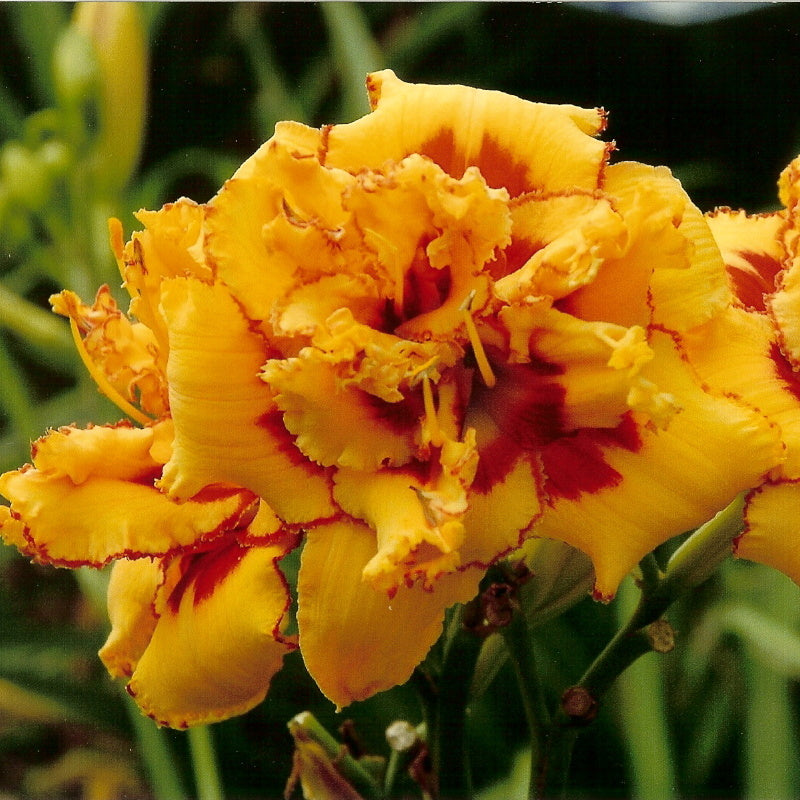 Two Part Harmony Daylily from Oakes Daylilies