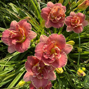 Two to Tango Daylily from Oakes Daylilies