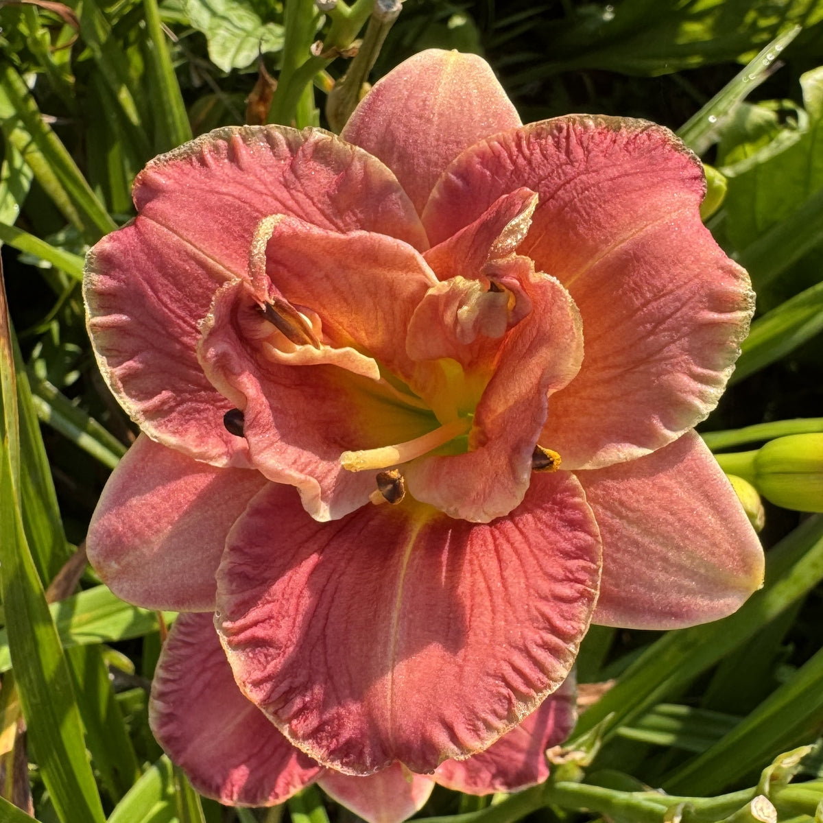 Two To Tango Daylily |Petite Blooming Powerhouse |Oakes Daylilies