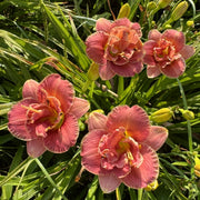 Two to Tango Daylily from Oakes Daylilies