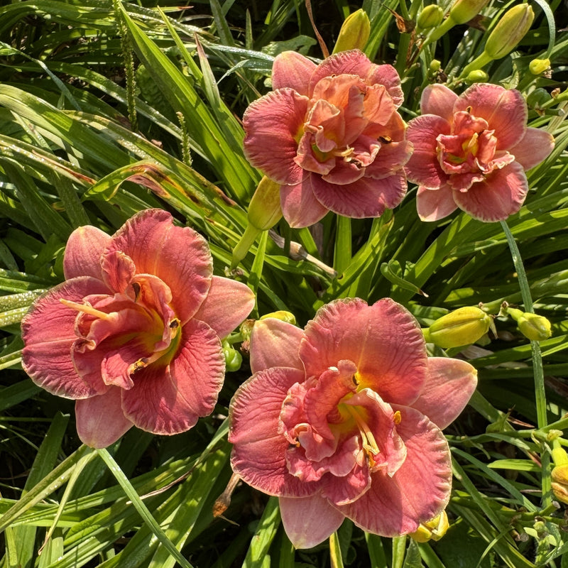Two to Tango Daylily from Oakes Daylilies