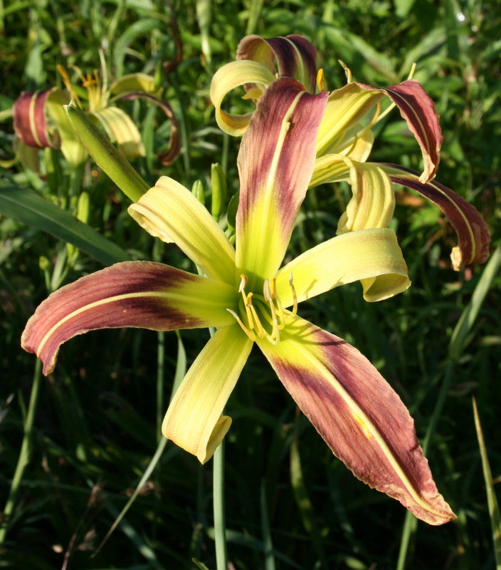 Umbrella Parade Daylily from Oakes Daylilies