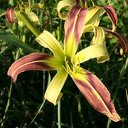 Umbrella Parade Daylily from Oakes Daylilies