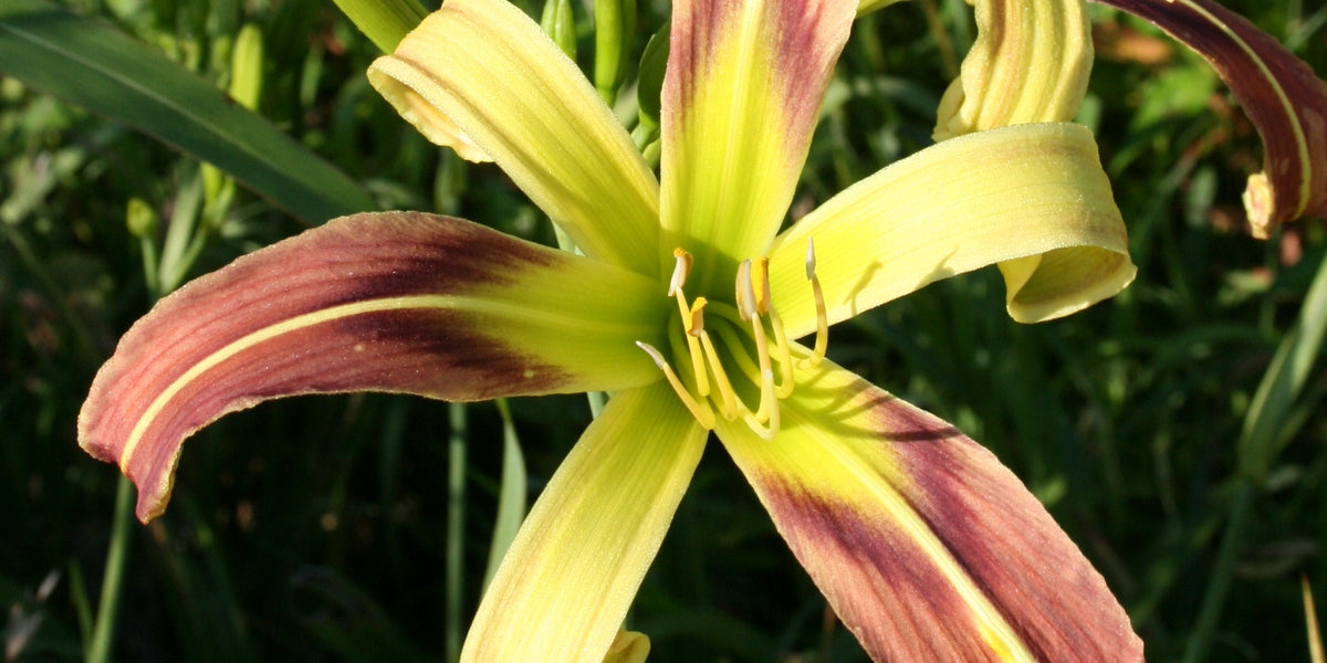 umbrella lily flower Umbrella Parade Daylily | Huge Bi-Color Blooms