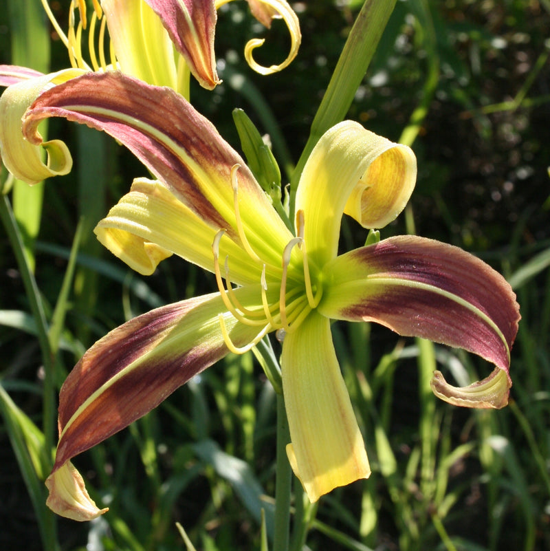 Umbrella Parade Daylily from Oakes Daylilies