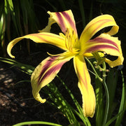 Umbrella Parade Daylily from Oakes Daylilies