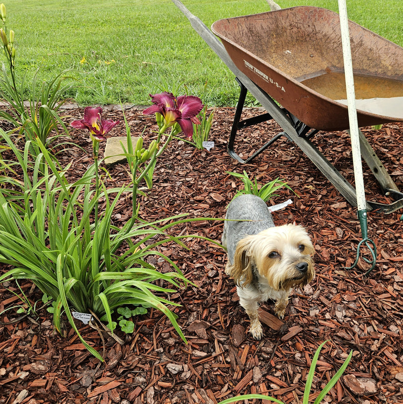 Uncharted Waters Daylily from Oakes Daylilies