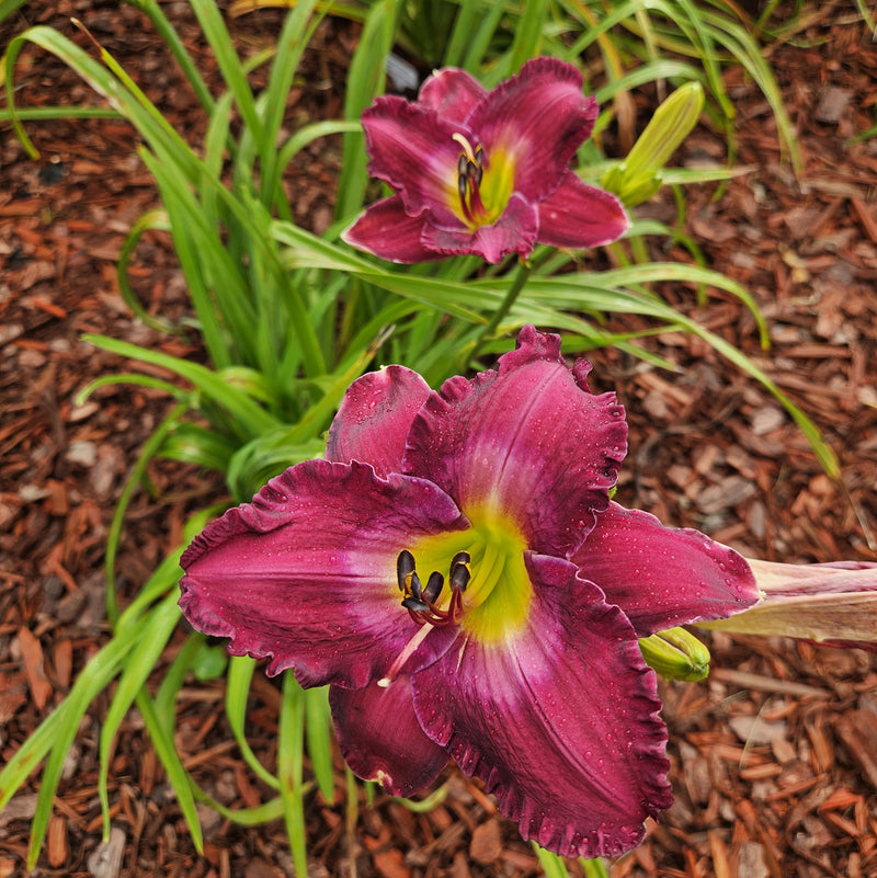 Uncharted Waters Daylily from Oakes Daylilies