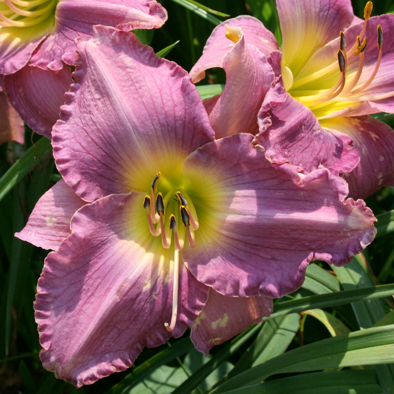 Unchartered Waters Daylily from Oakes Daylilies
