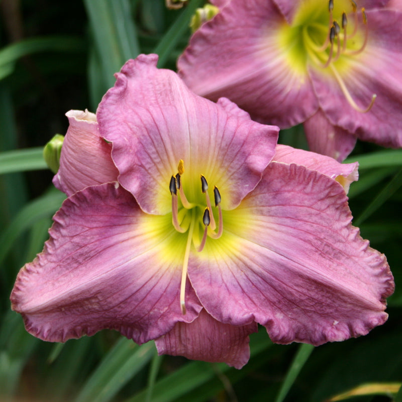 Unchartered Waters Daylily from Oakes Daylilies