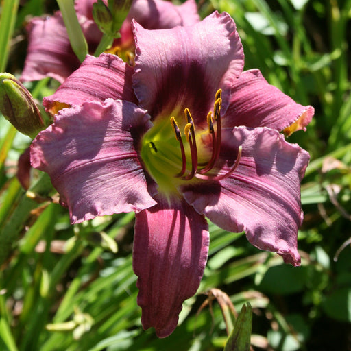 Unique Purple Daylily from Oakes Daylilies