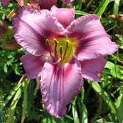 Unique Purple Daylily from Oakes Daylilies