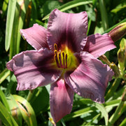 Unique Purple Daylily from Oakes Daylilies