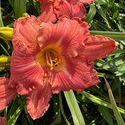 Watermelon Luminosity Daylily from Oakes Daylilies
