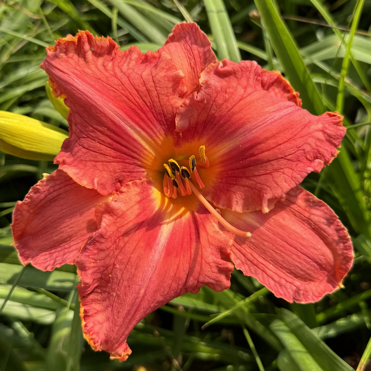 Watermelon Luminosity Daylily | Big & Bright | Oakes Daylilies