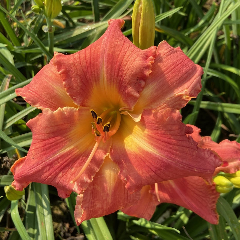 Watermelon Luminosity Daylily from Oakes Daylilies