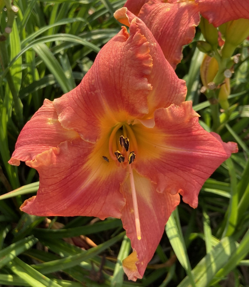 Watermelon Luminosity Daylily from Oakes Daylilies