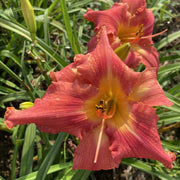 Watermelon Luminosity Daylily from Oakes Daylilies
