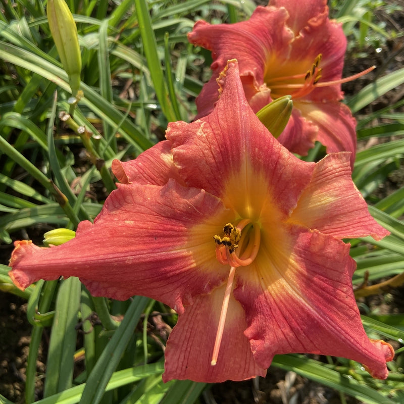 Watermelon Luminosity Daylily from Oakes Daylilies