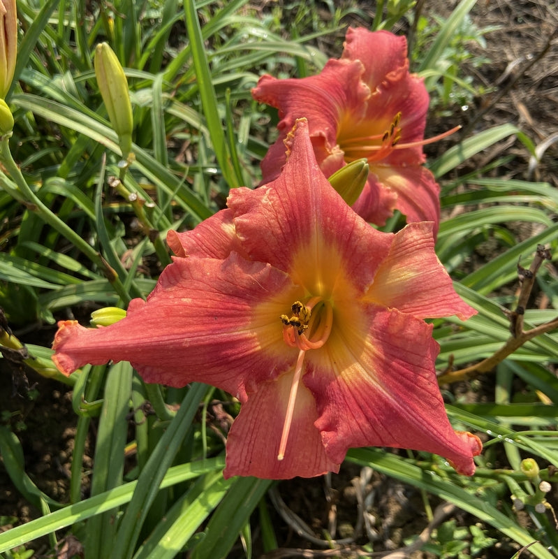 Watermelon Luminosity Daylily from Oakes Daylilies