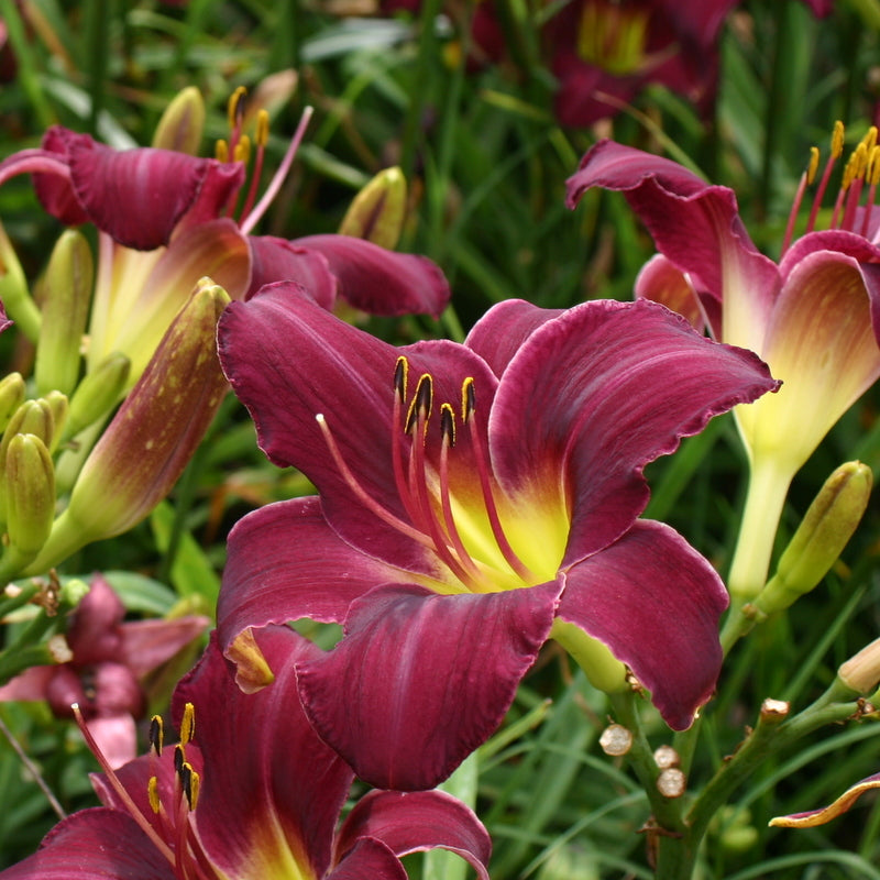 king lily flower Wayside King Royale Daylily