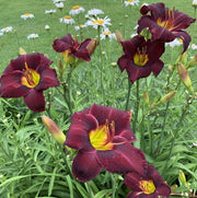 Wayside King Royale Daylily from Oakes Daylilies 