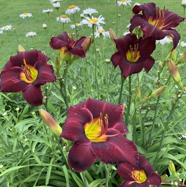 Wayside King Royale Daylily from Oakes Daylilies 