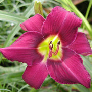 Wayside King Royale Daylily from Oakes Daylilies
