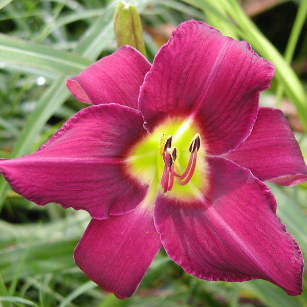 Wayside King Royale Daylily from Oakes Daylilies